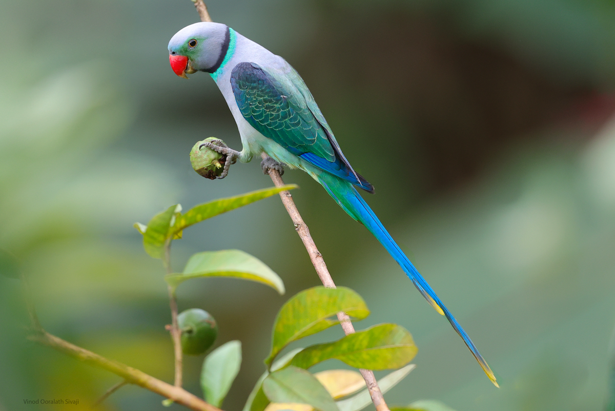 Malabar Parakeet - ML646583581