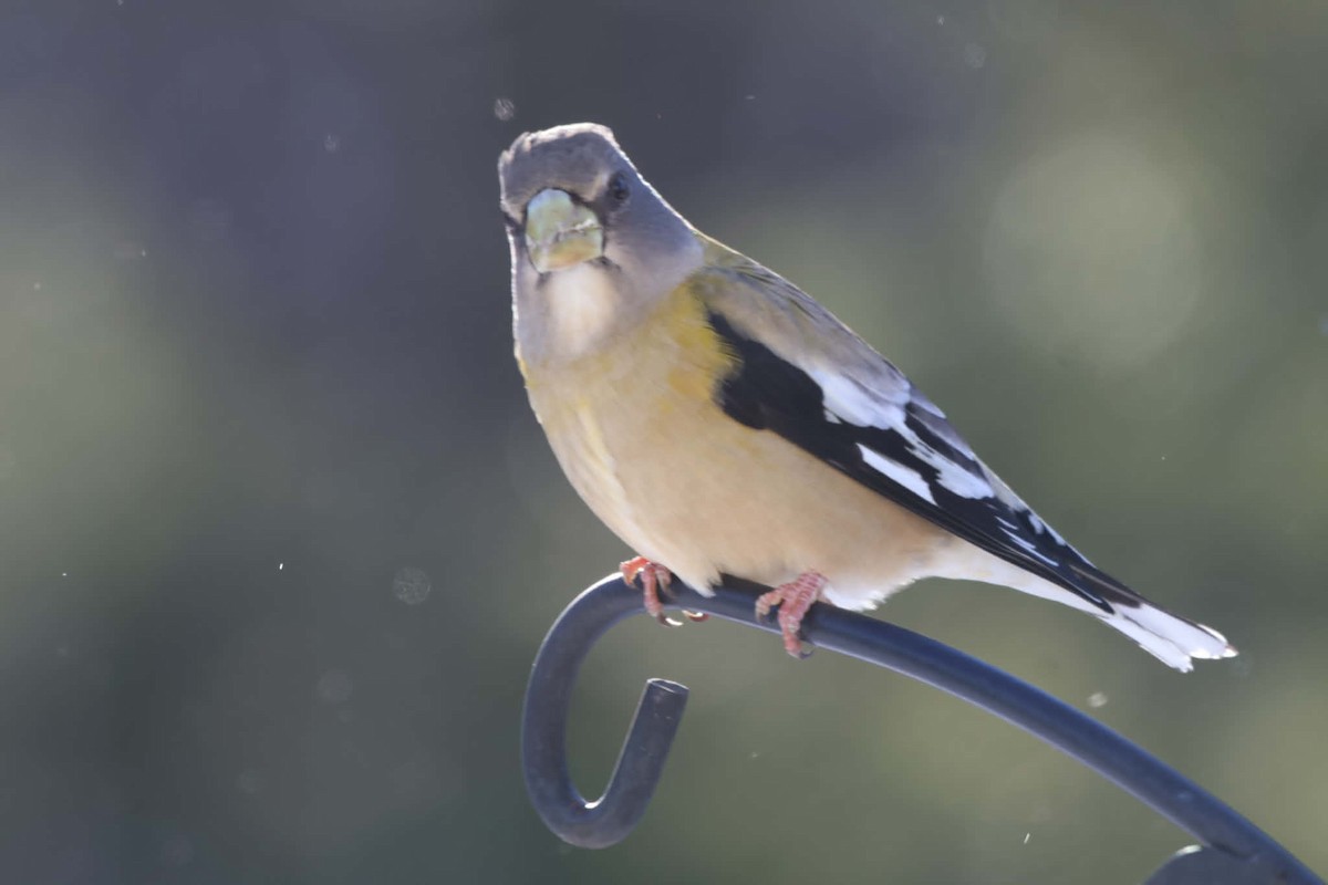 Evening Grosbeak - ML646583583