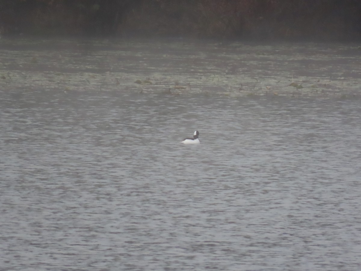 Bufflehead - ML646583584