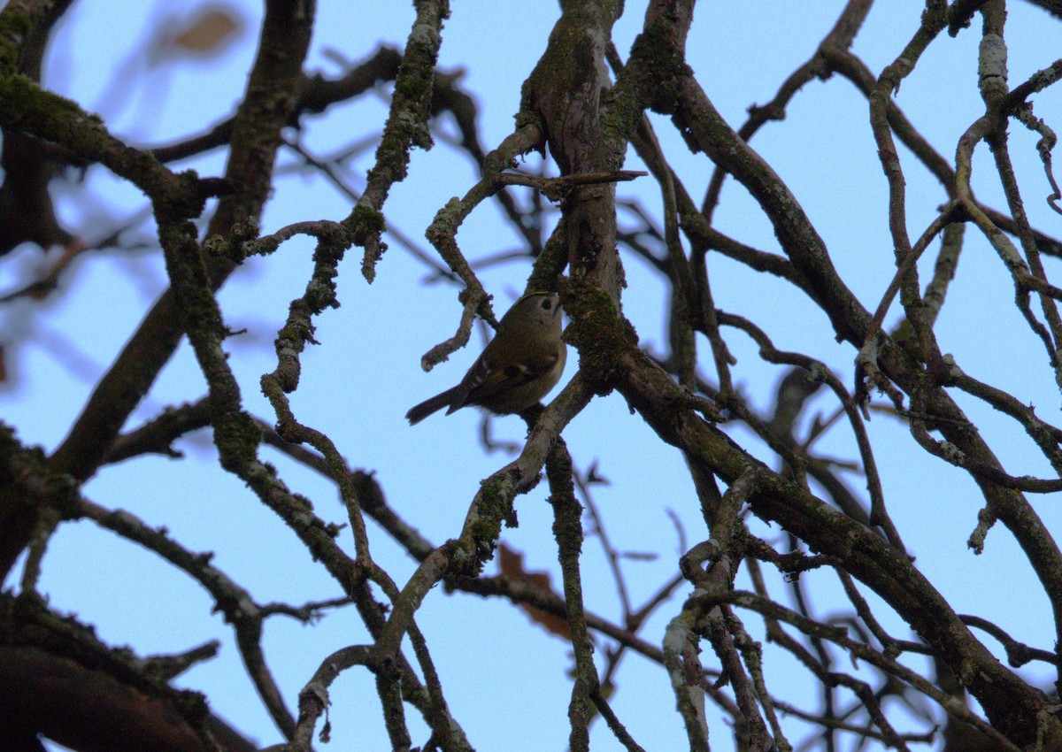 Goldcrest - ML646583585