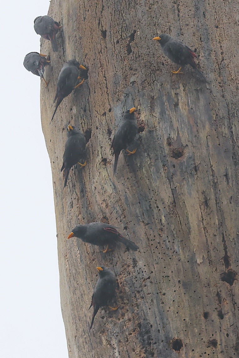 Finch-billed Myna - ML646583588