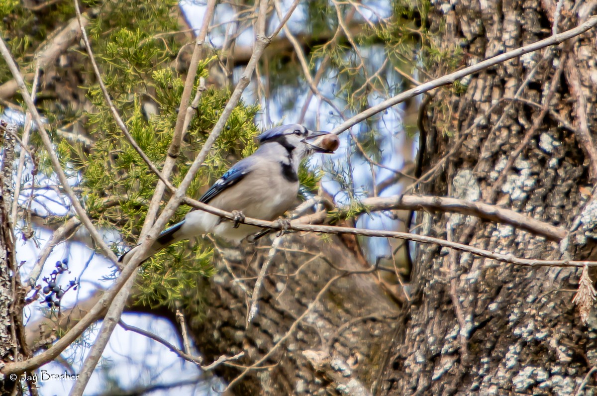 Blue Jay - ML646583589