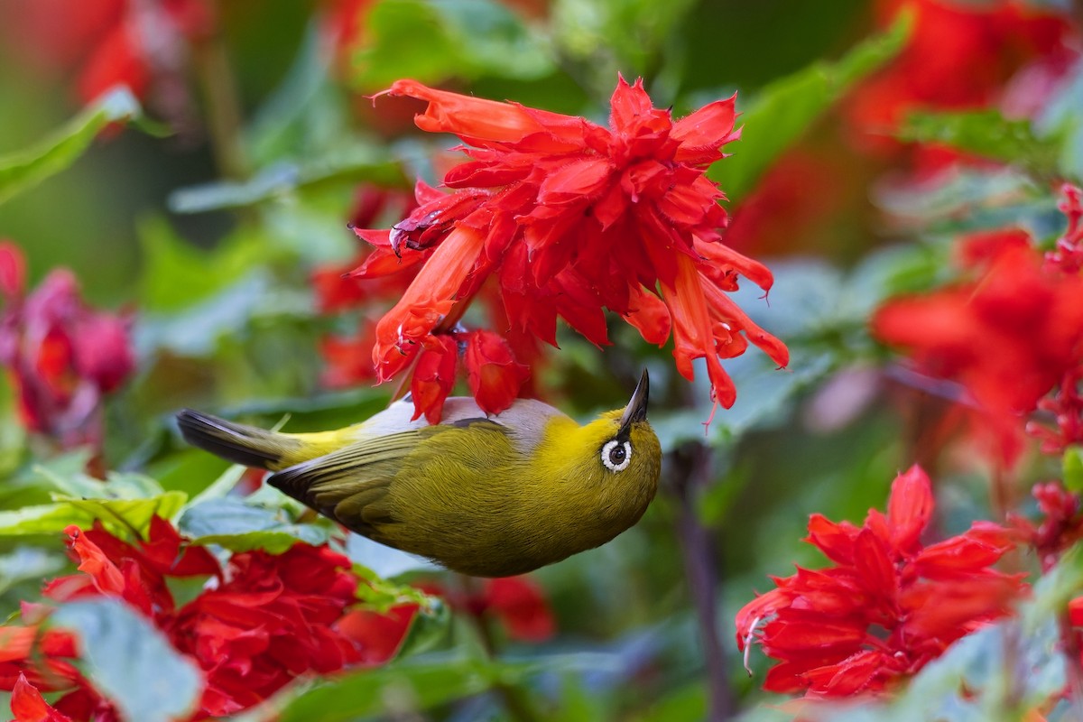 Indian White-eye - ML646583590