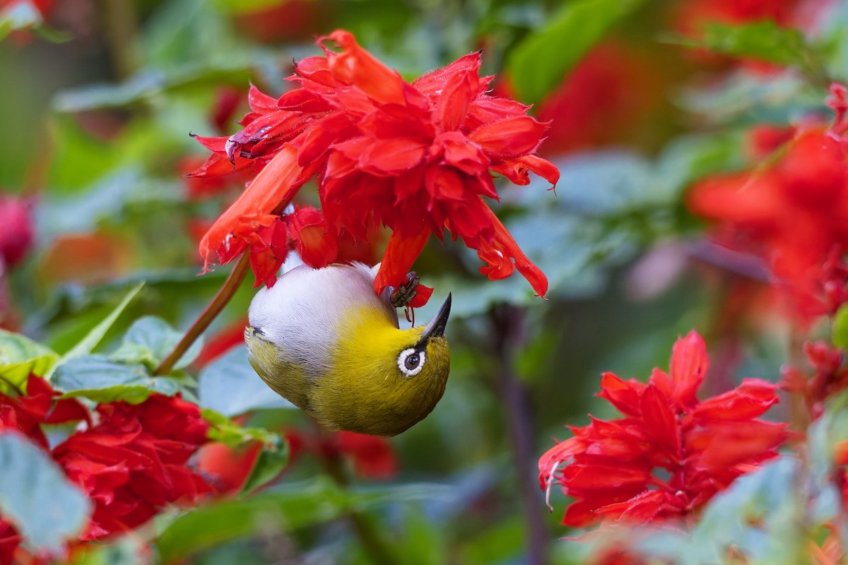 Indian White-eye - ML646583591