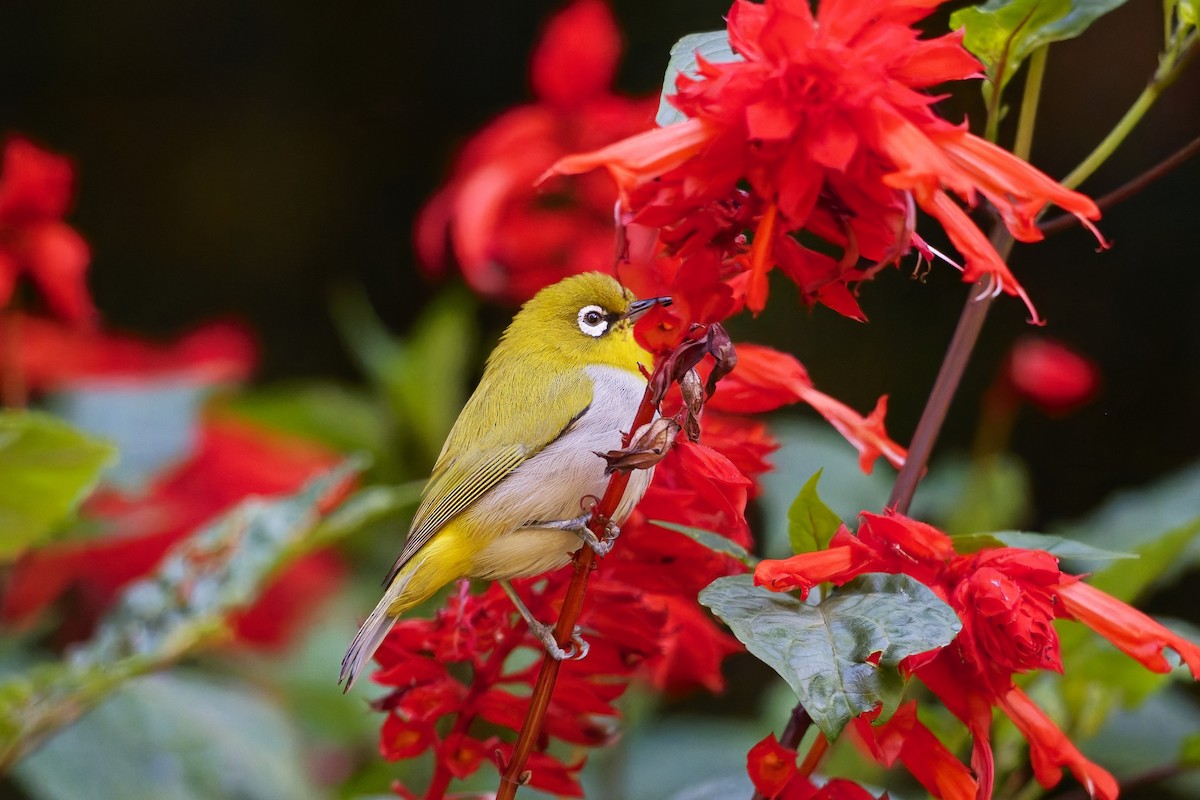 Indian White-eye - ML646583592