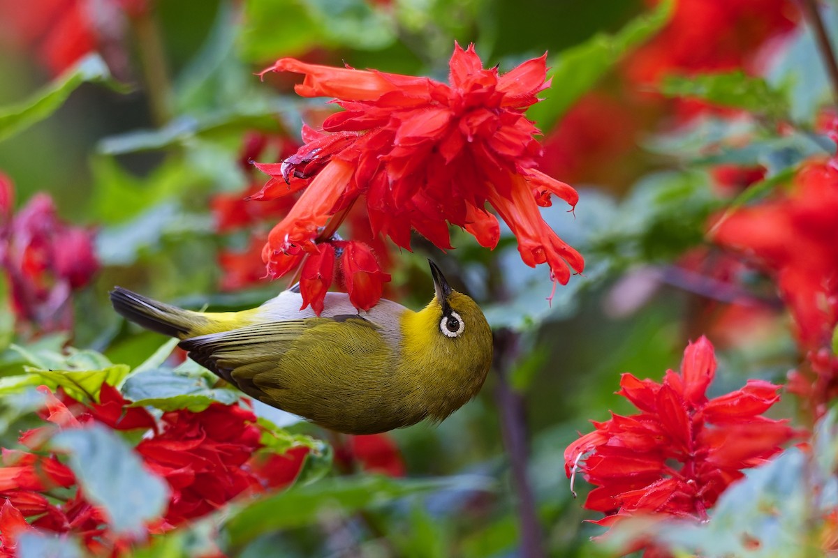 Indian White-eye - ML646583593