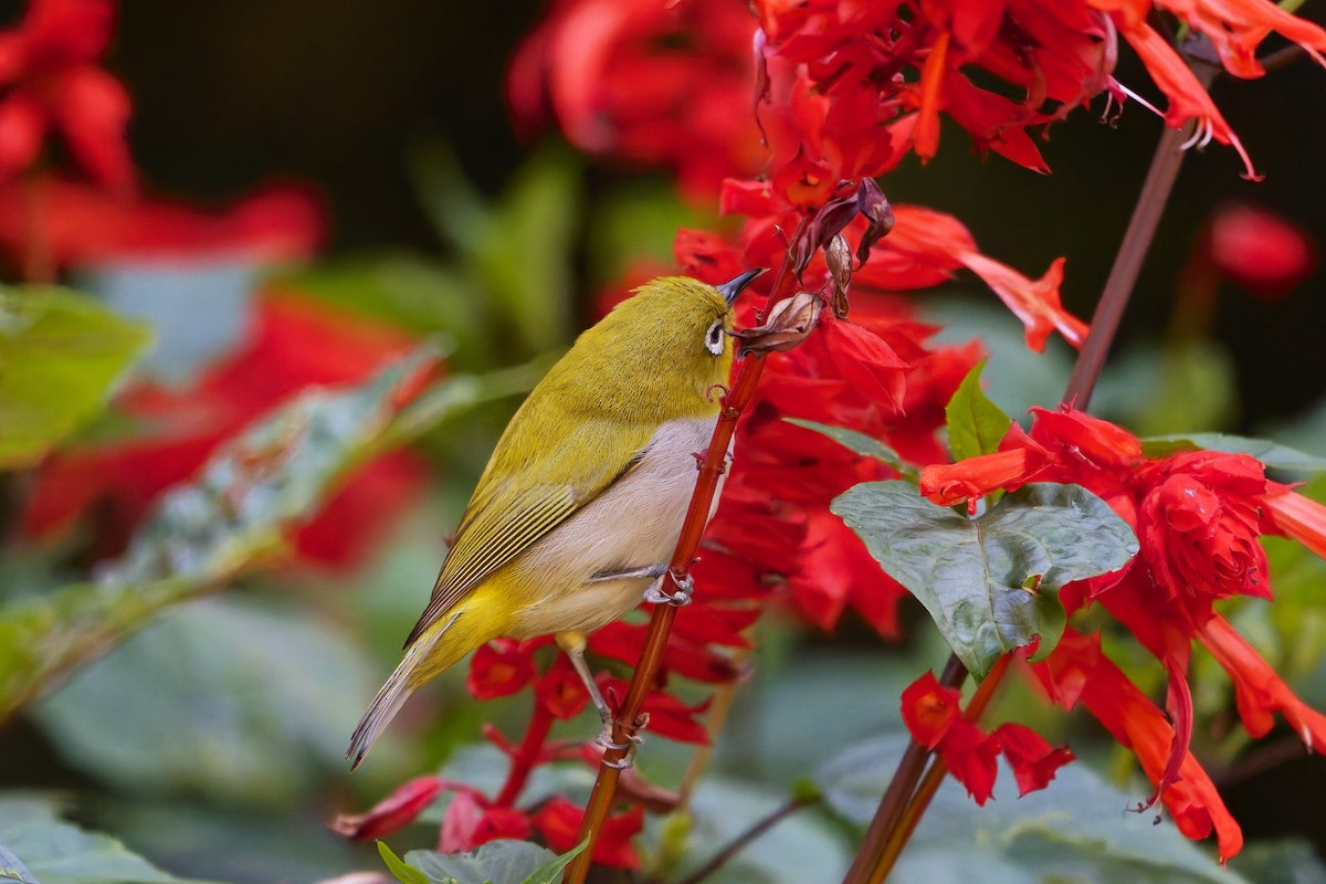 Indian White-eye - ML646583594
