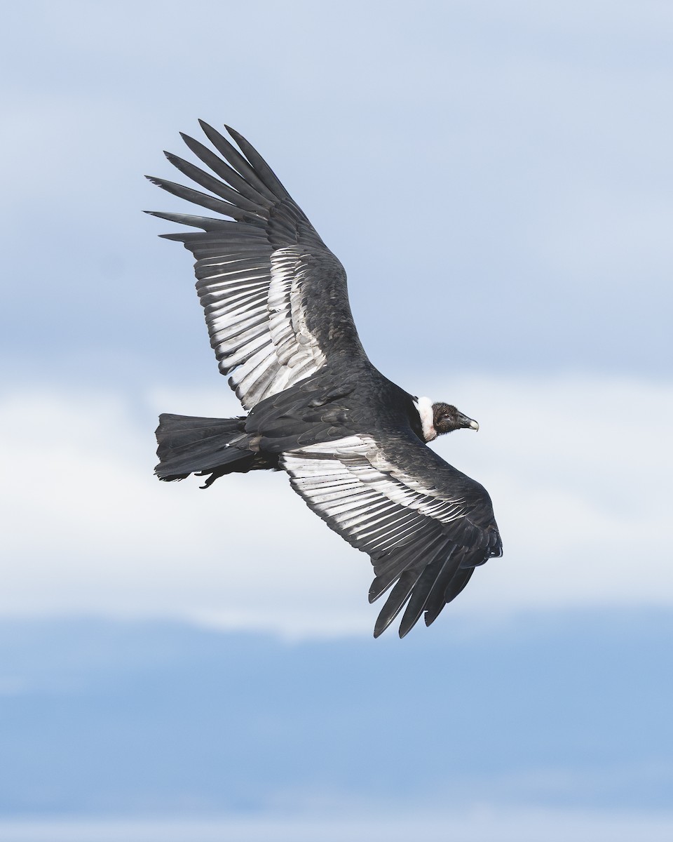 Andean Condor - ML646583595