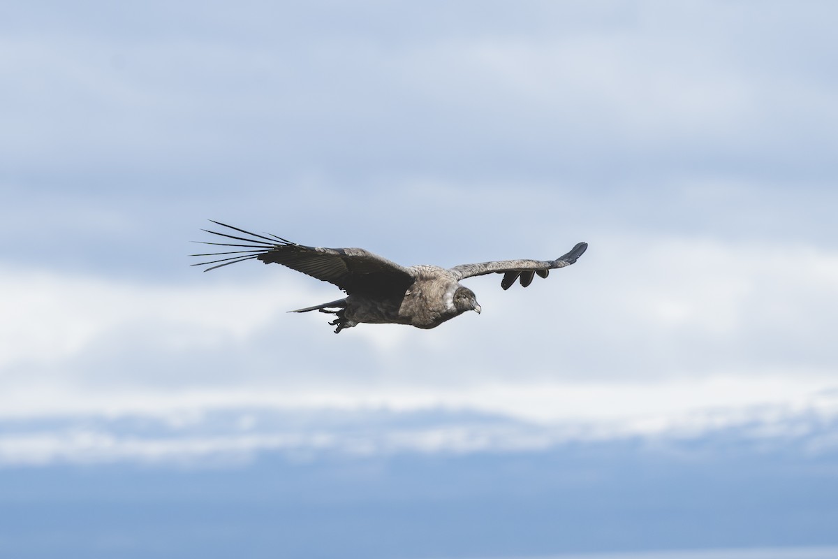 Andean Condor - ML646583596