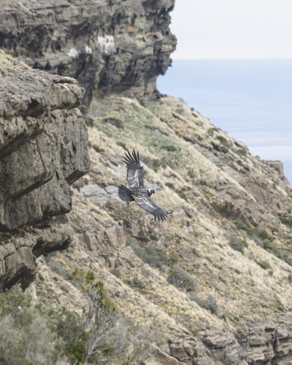 Andean Condor - ML646583597