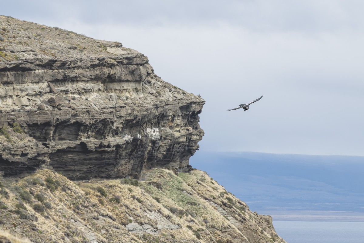 Andean Condor - ML646583598