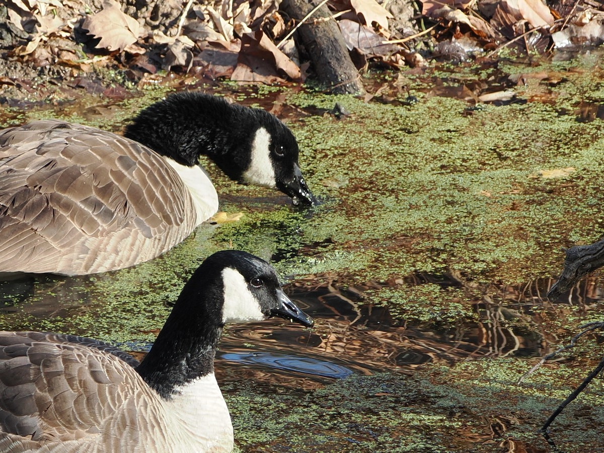 Canada Goose - ML646583599