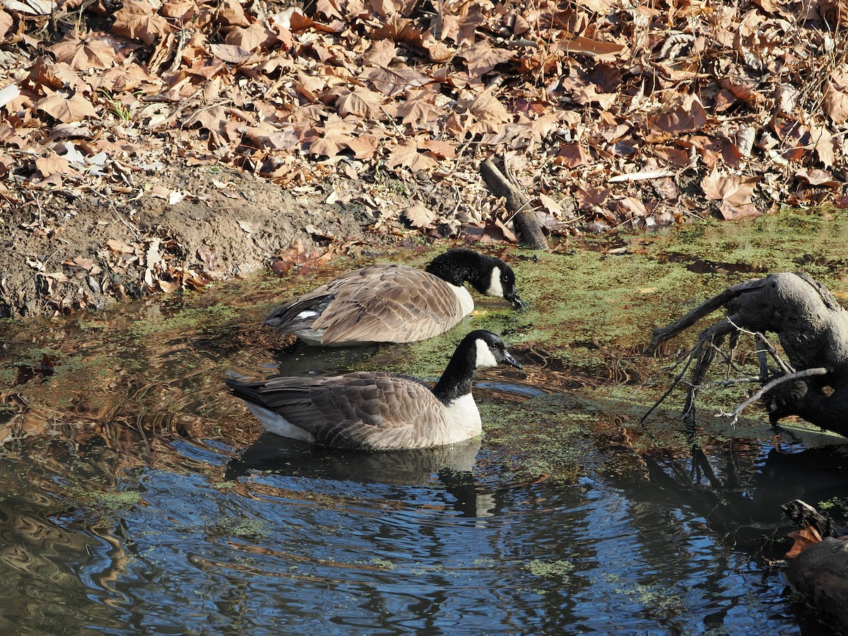 Canada Goose - ML646583600