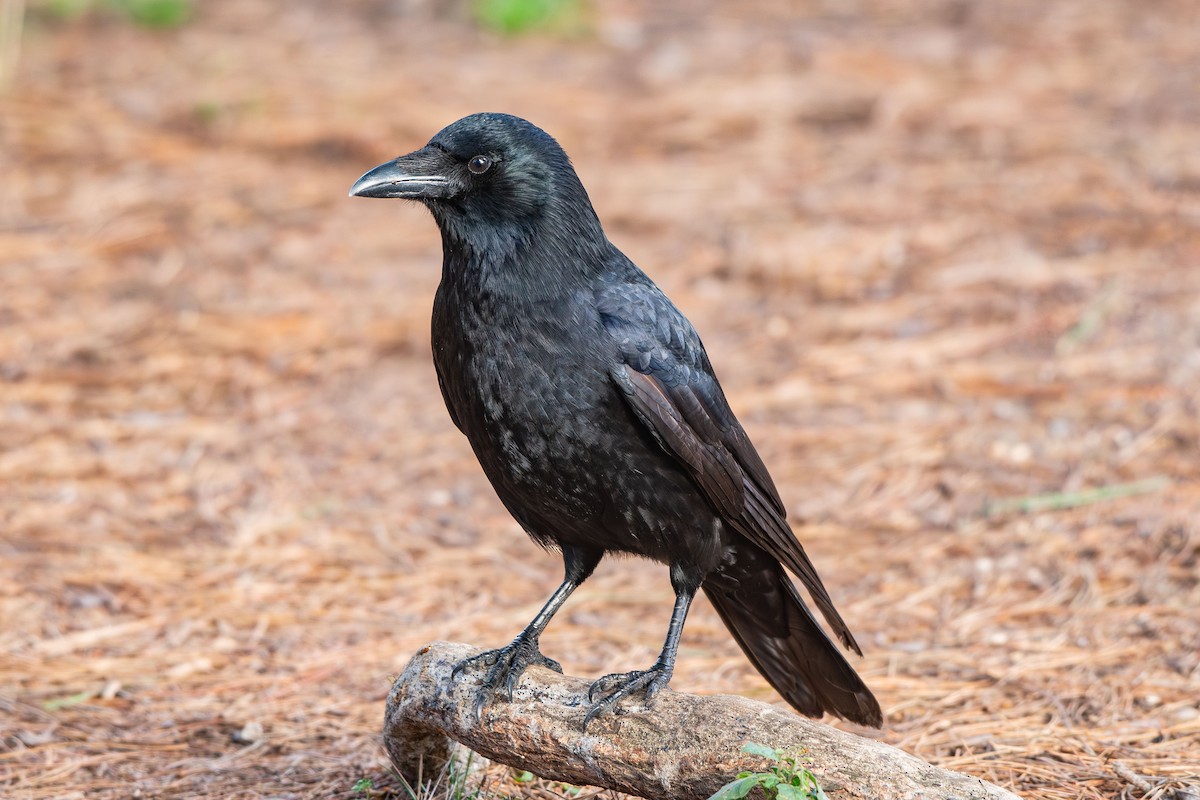 Carrion Crow - ML646583601