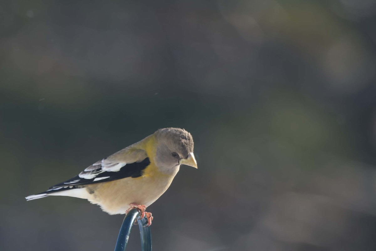 Evening Grosbeak - ML646583602