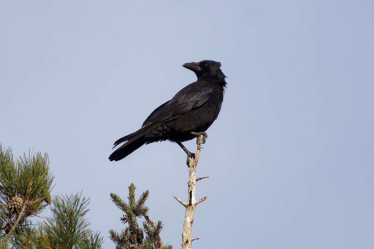 Carrion Crow - ML646583603