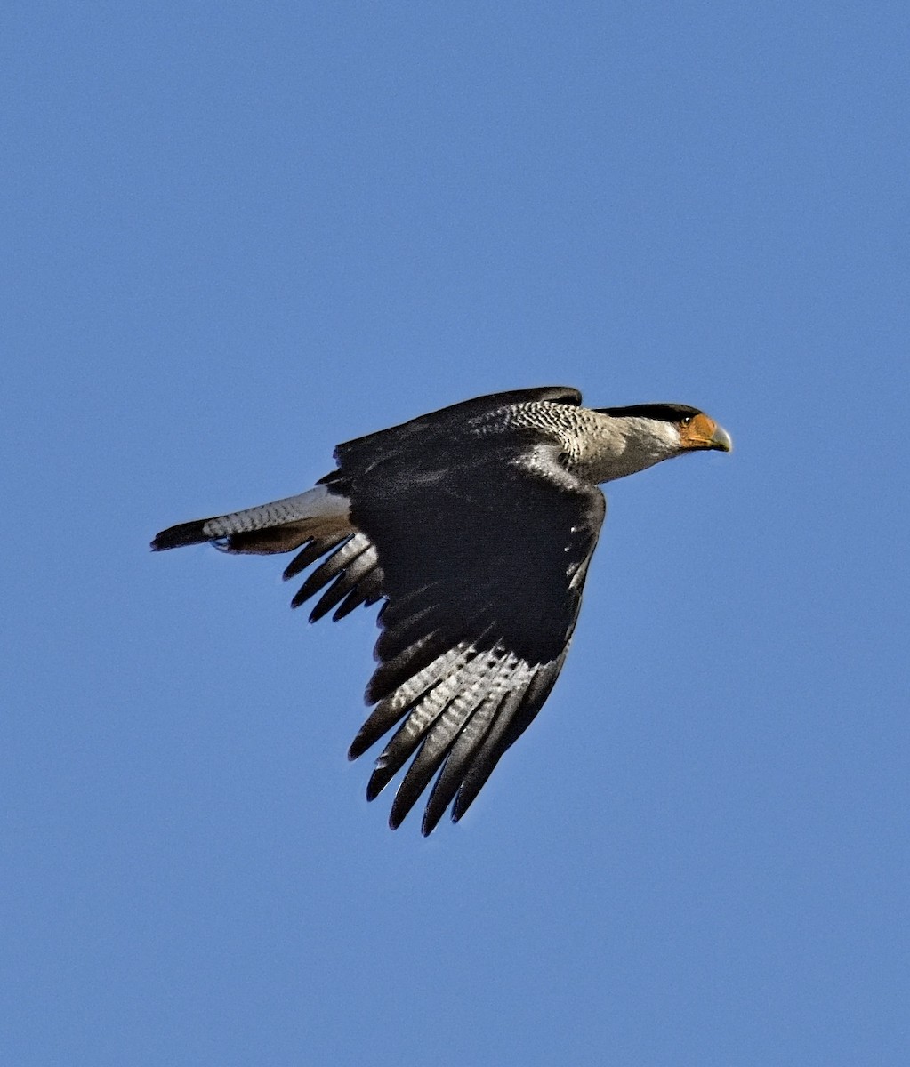 Crested Caracara - ML646583604