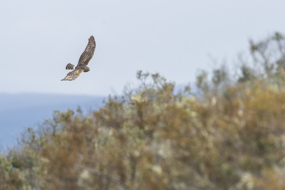 Cinereous Harrier - ML646583605