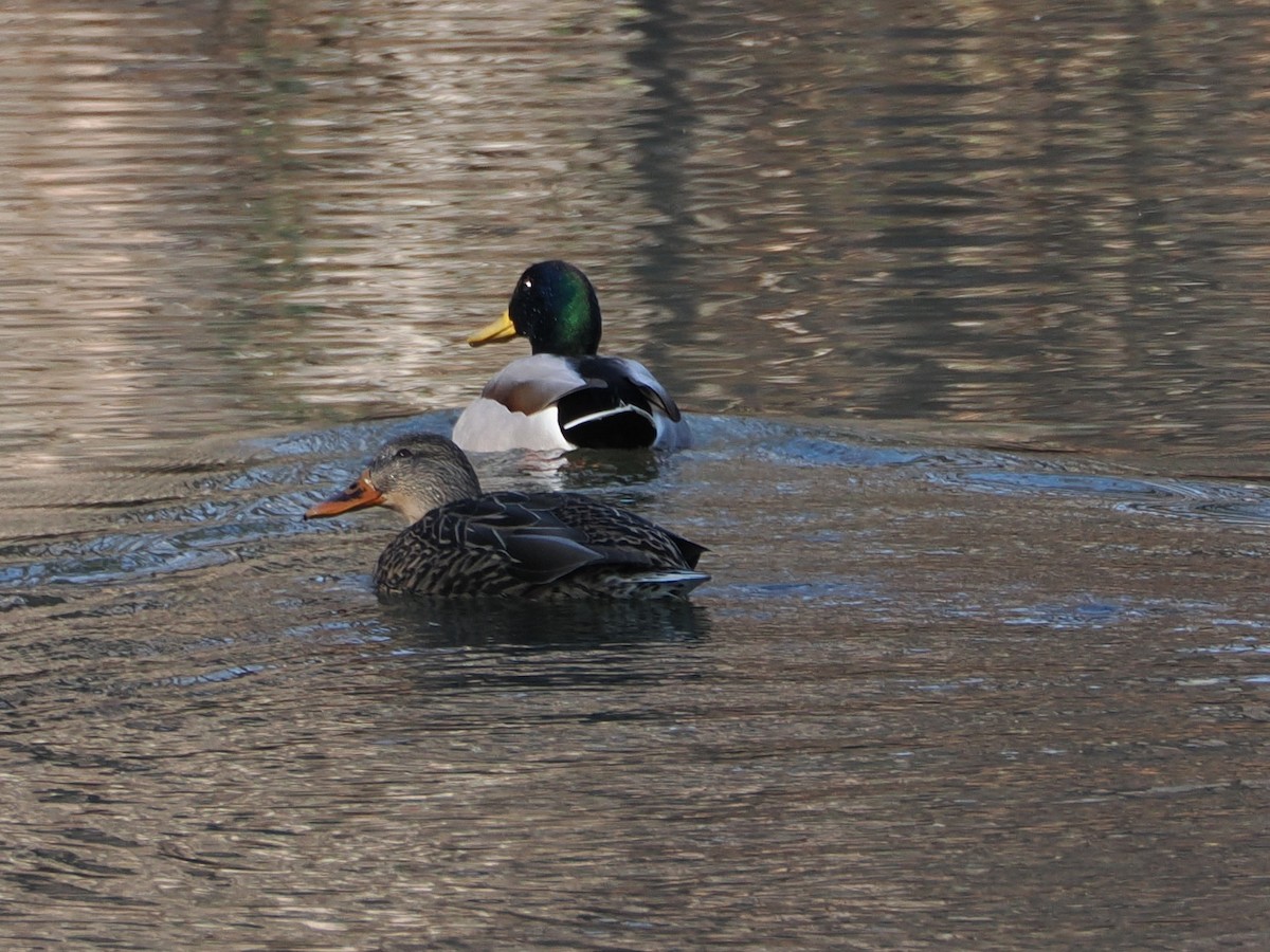 Mallard - ML646583610