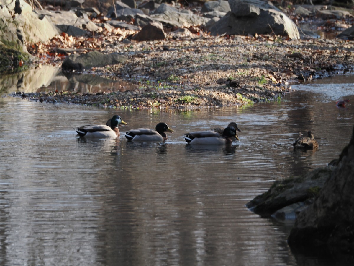 Mallard - ML646583612