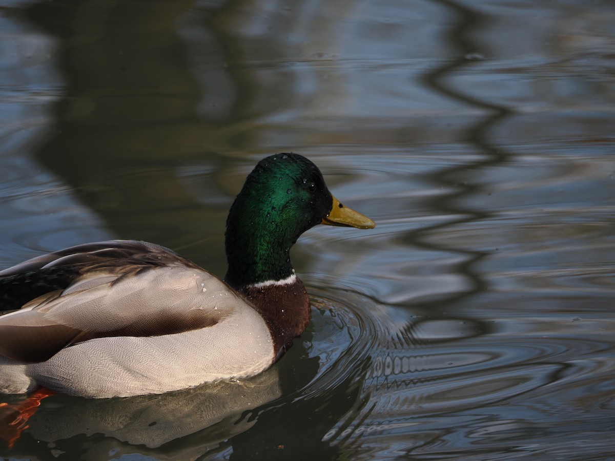 Mallard - ML646583613