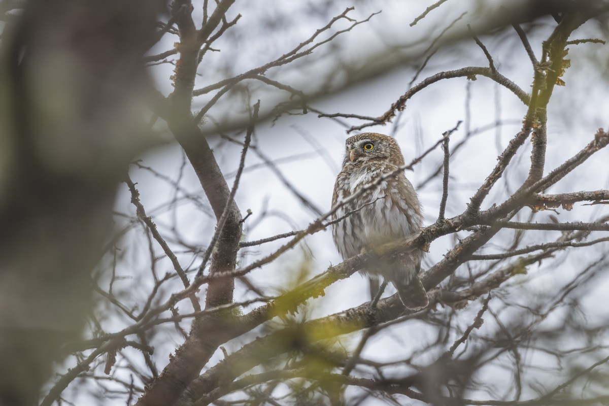 Austral Pygmy-Owl - ML646583620