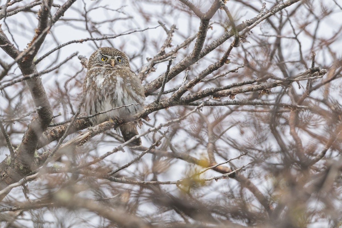 Austral Pygmy-Owl - ML646583621