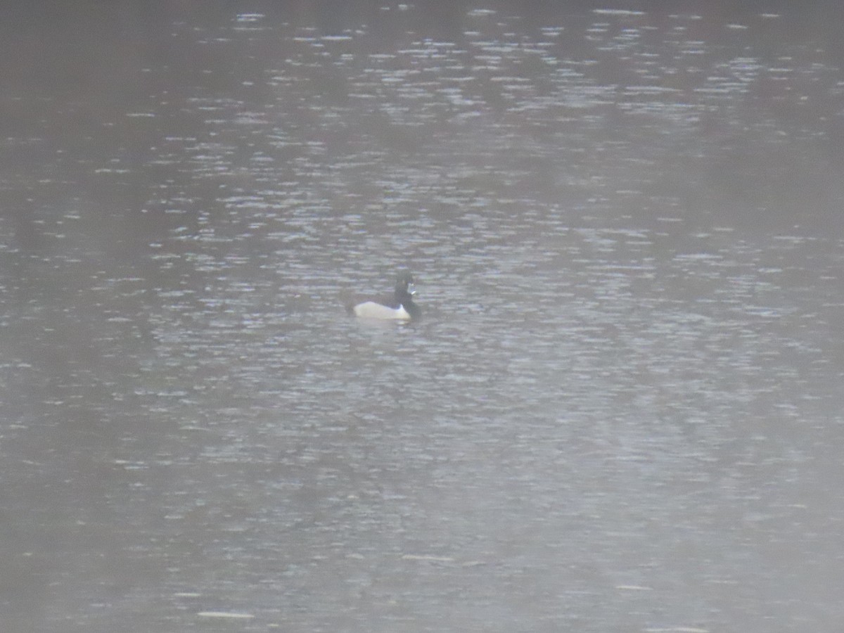 Ring-necked Duck - ML646583624