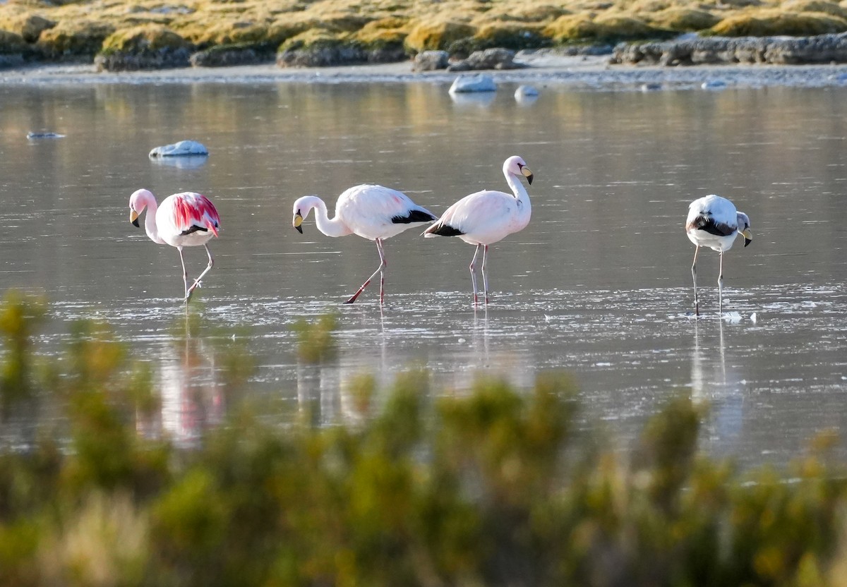 James's Flamingo - ML646583631