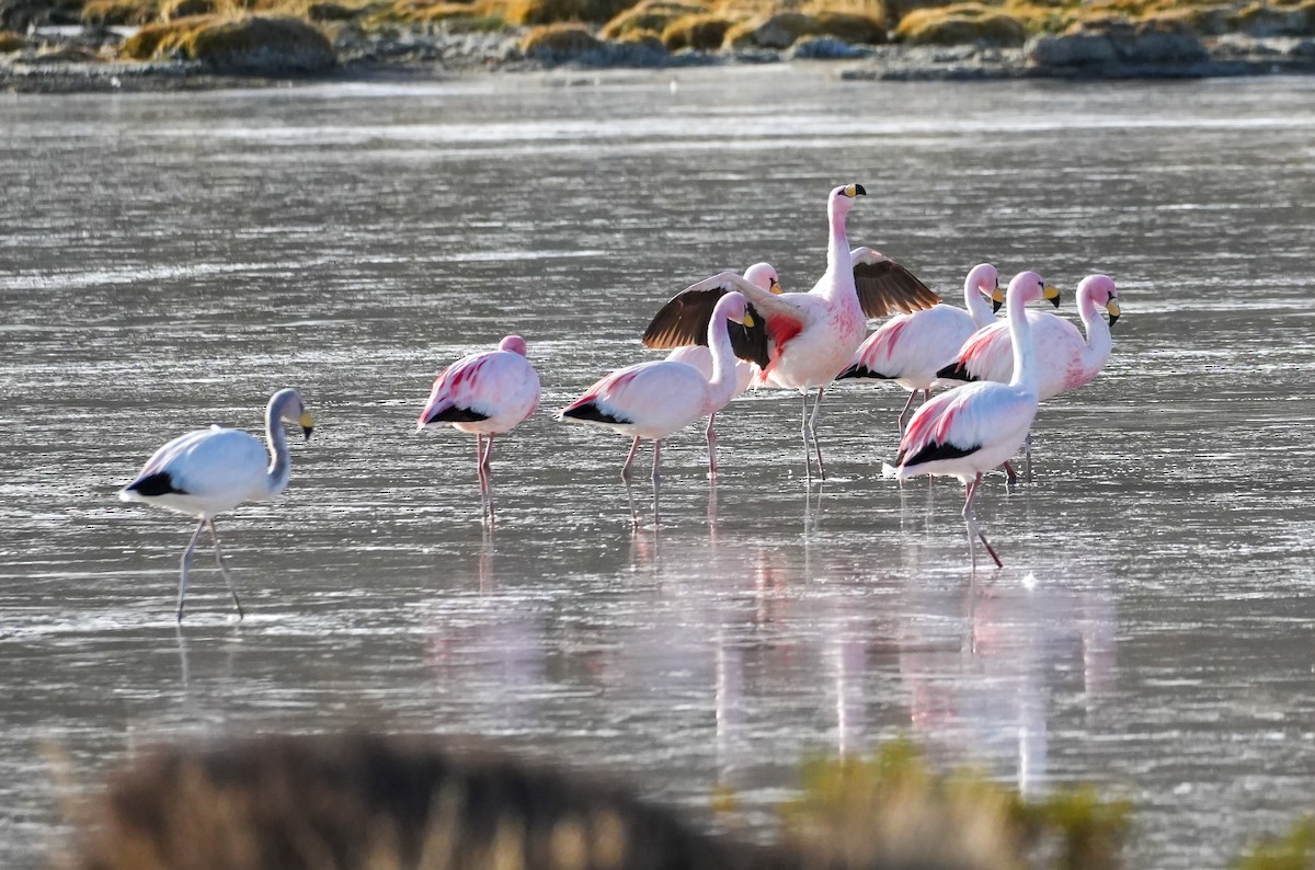 James's Flamingo - ML646583632