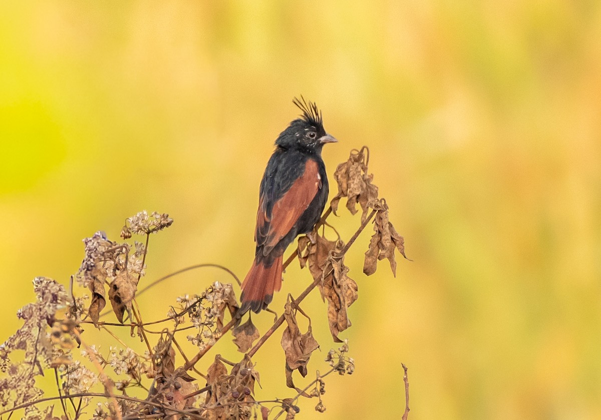 Crested Bunting - ML646583633