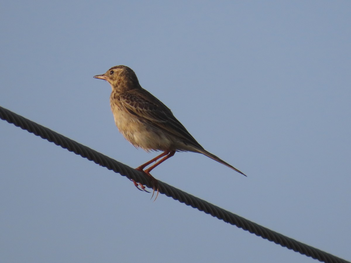 Richard's Pipit - ML646583635