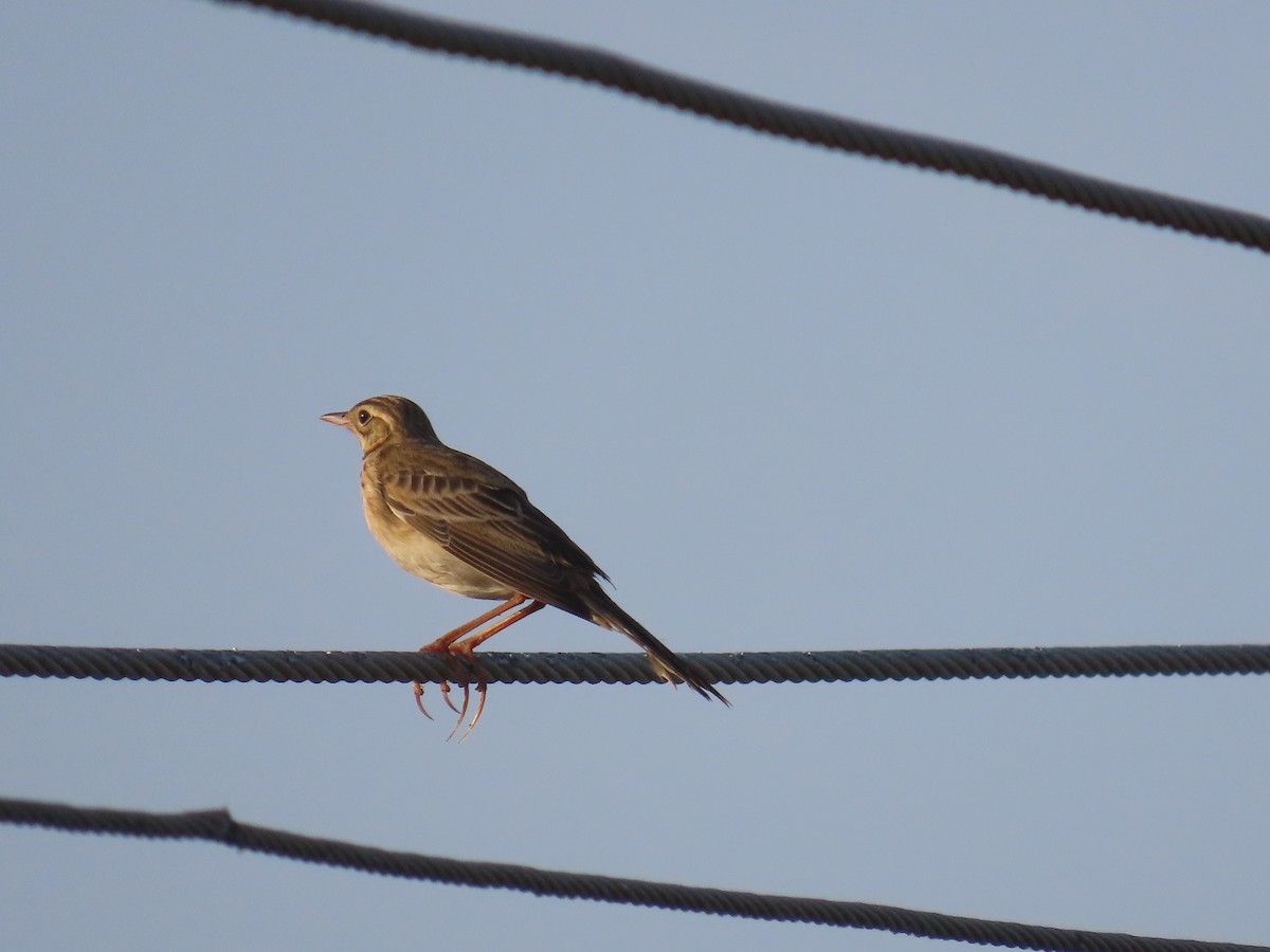 Richard's Pipit - ML646583636