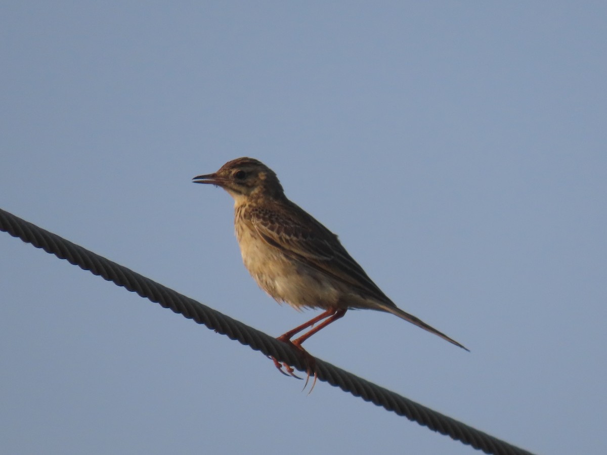 Richard's Pipit - ML646583637