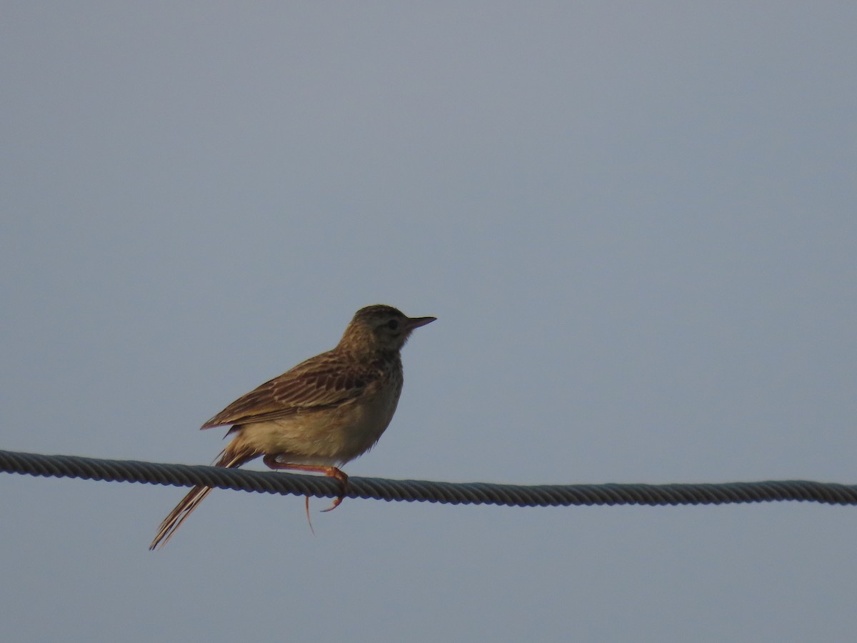 Richard's Pipit - ML646583639