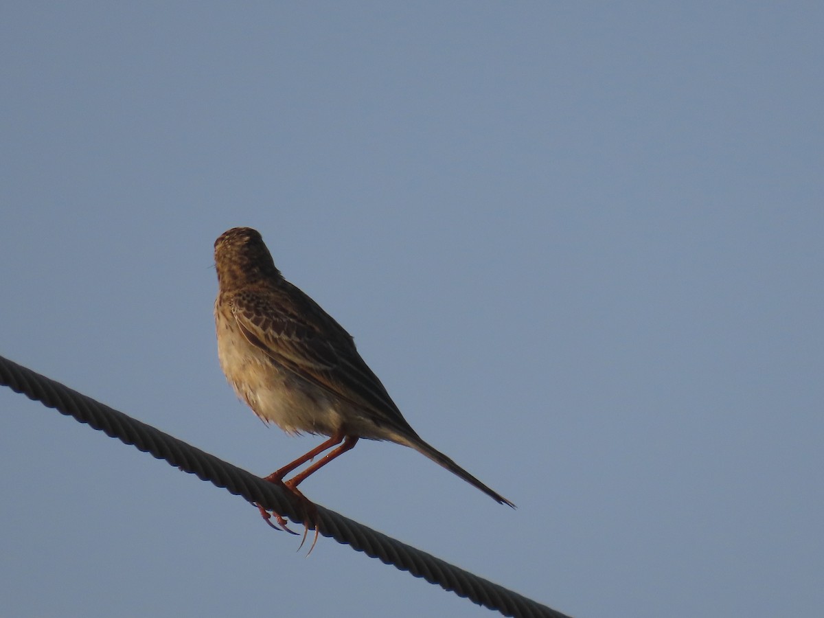 Richard's Pipit - ML646583640