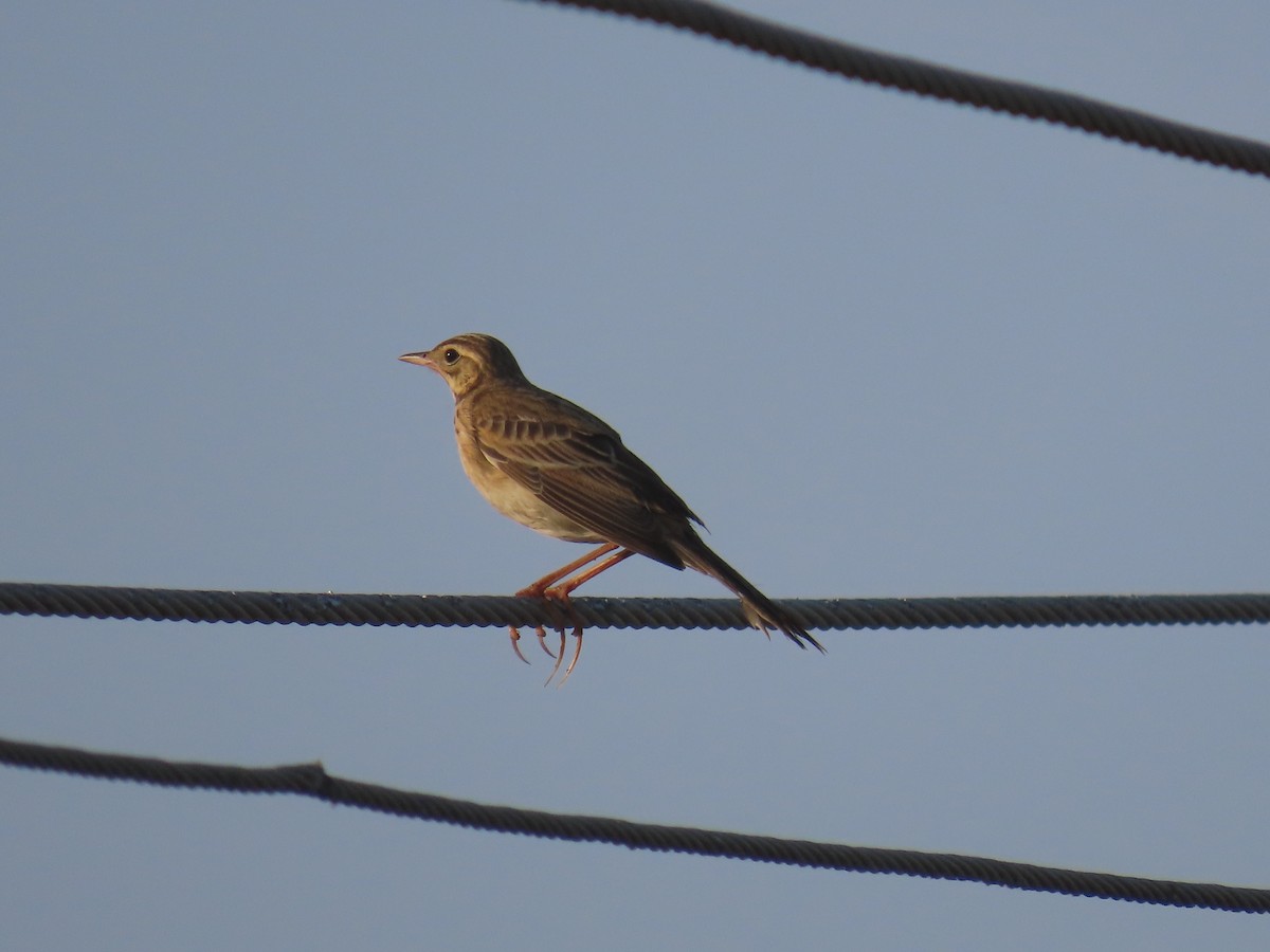 Richard's Pipit - ML646583641