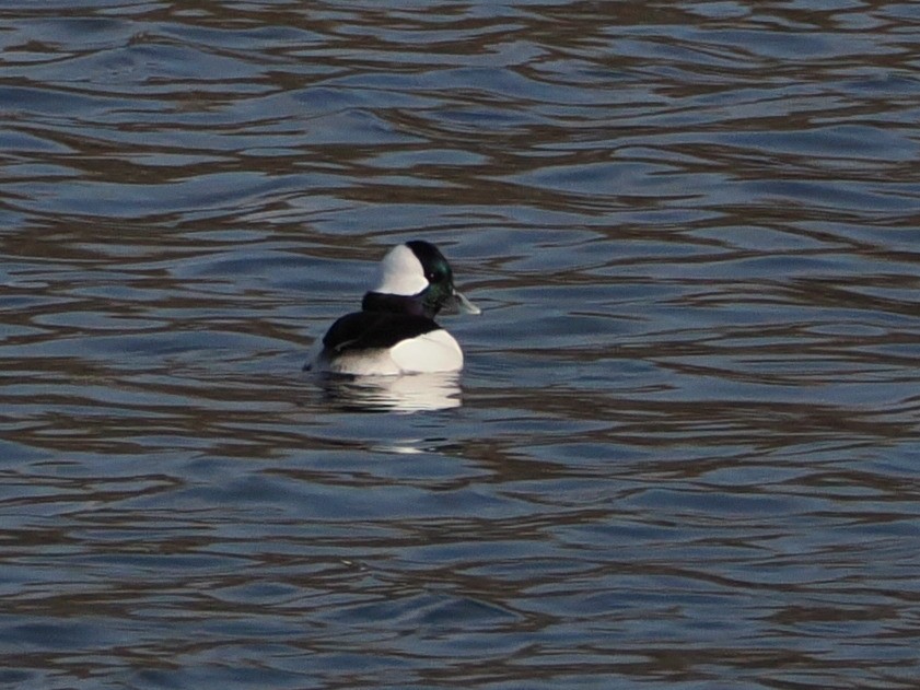 Bufflehead - ML646583643