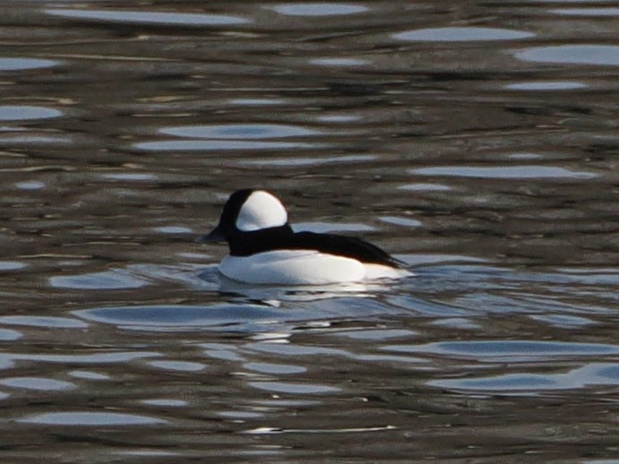 Bufflehead - ML646583644