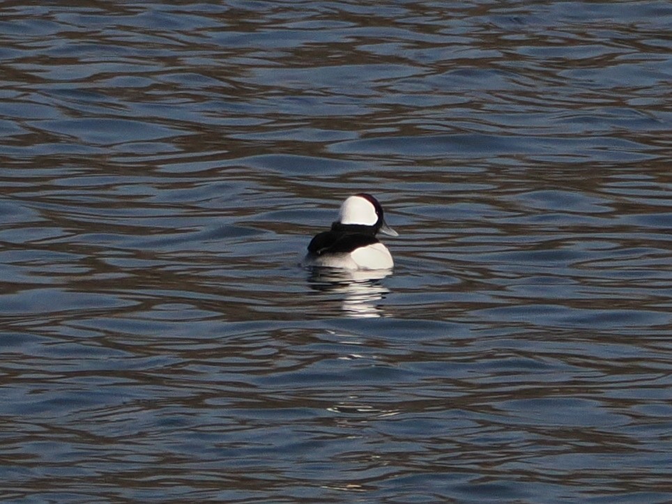 Bufflehead - ML646583645