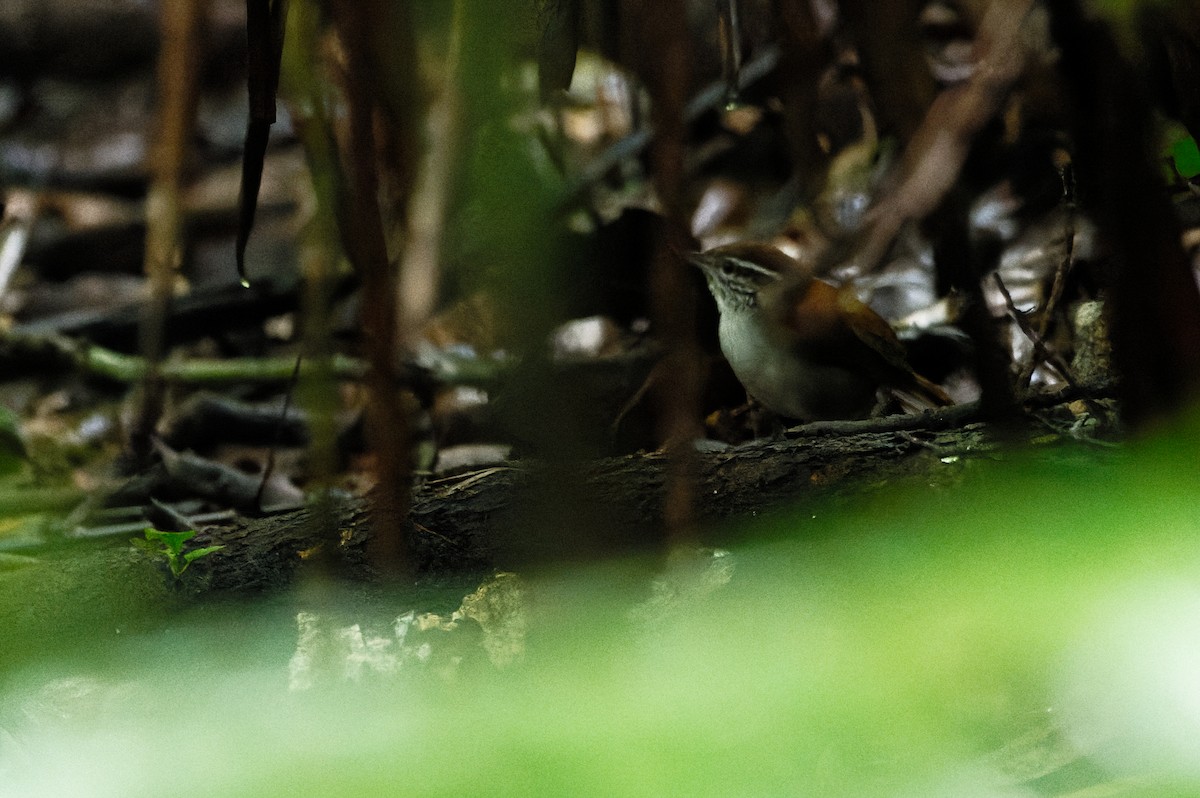 Rufous-and-white Wren - ML646583647