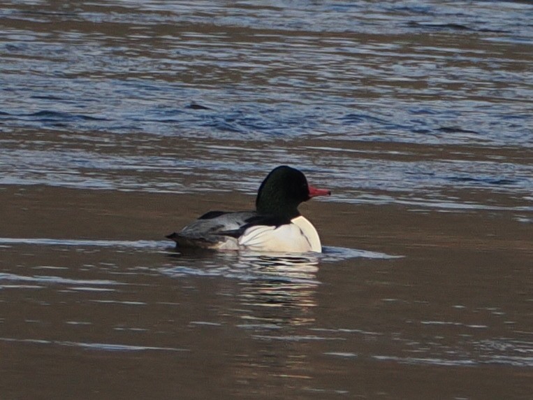 Common Merganser - ML646583648