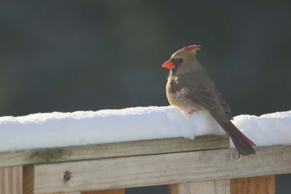 Cardenal Norteño - ML646583649