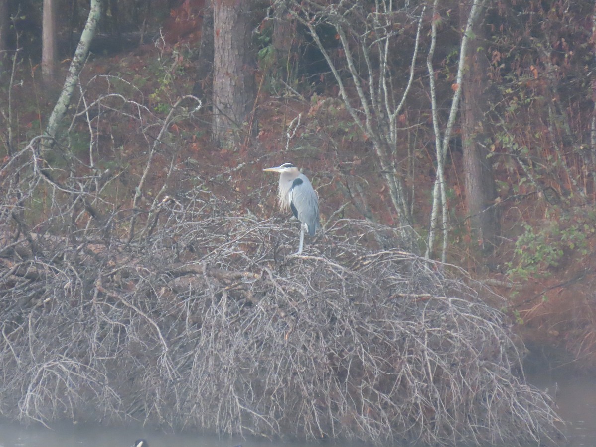 Great Blue Heron - ML646583650