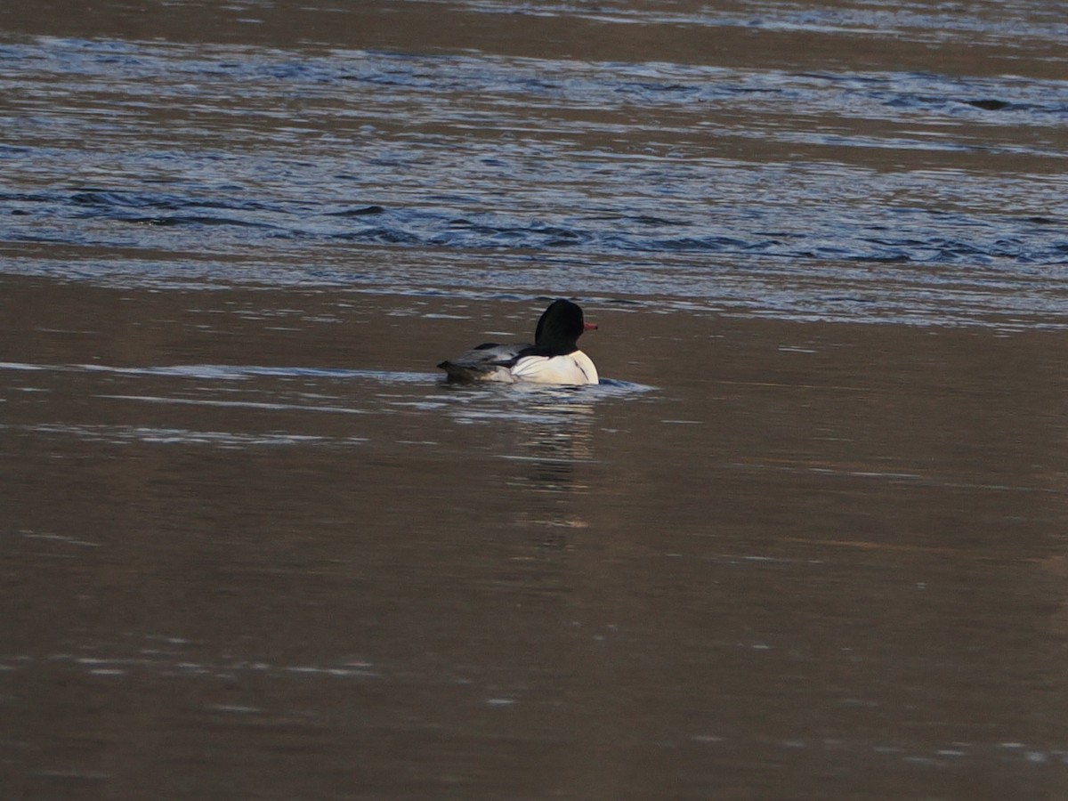 Common Merganser - ML646583651
