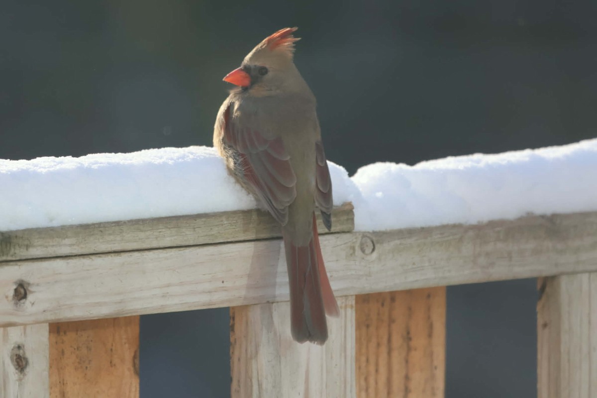 Cardenal Norteño - ML646583653