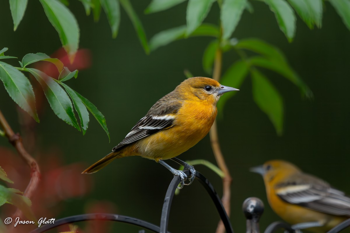 Baltimore Oriole - ML646583654
