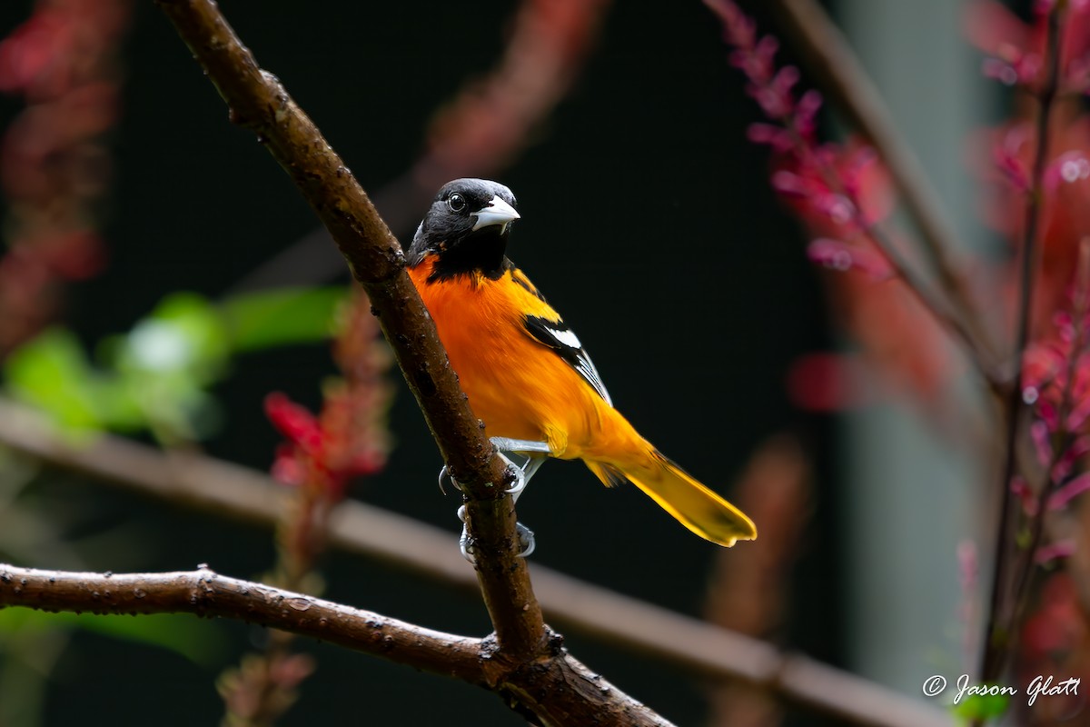 Baltimore Oriole - ML646583655
