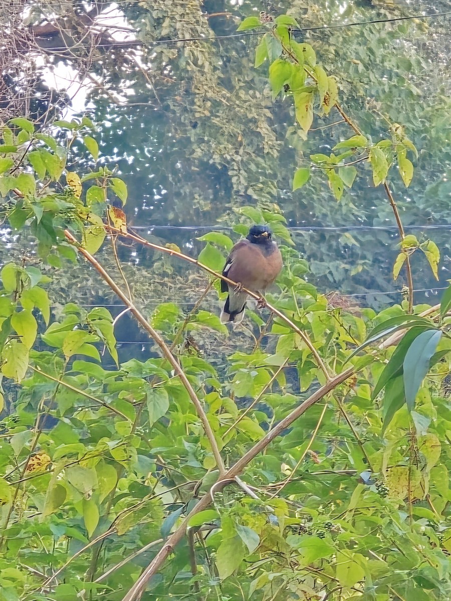 Common Myna - ML646583656