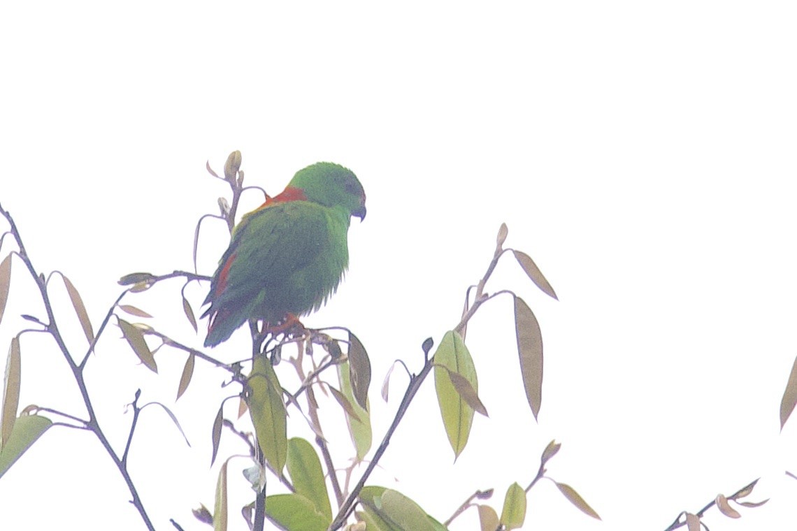 Sula Hanging-Parrot - ML646583657
